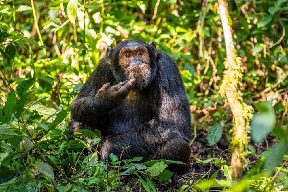 � ����� �������� ������� ���������� ����� ������� Nikon Comedy Wildlife Awards 2024 ������ 40 �������