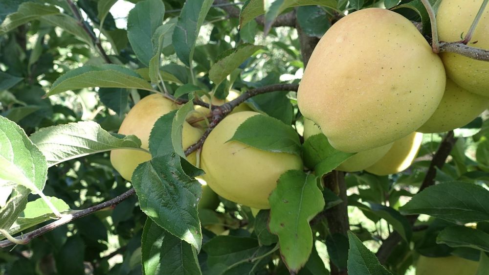 � ����������� ������� 225 ���� ����� � ���� ����