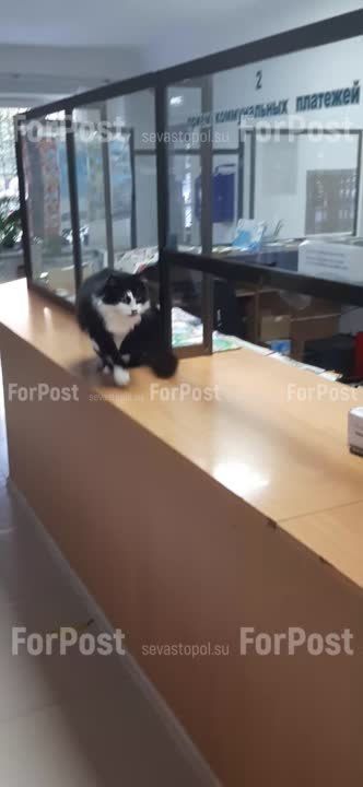�� ��. ������ ����������� �������� ��������� ���������