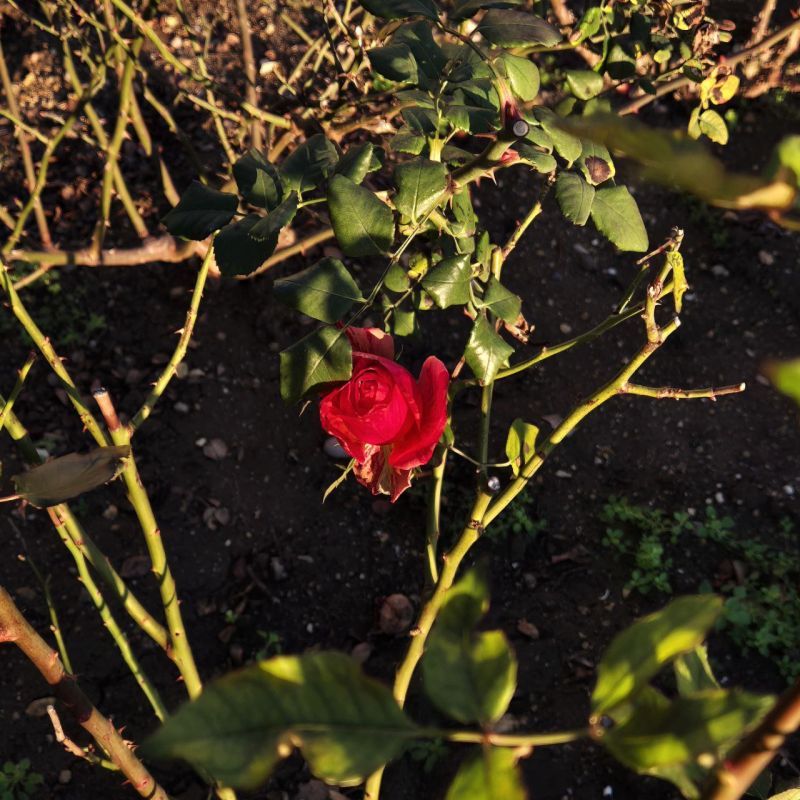 ������ � ����������� 21 �������