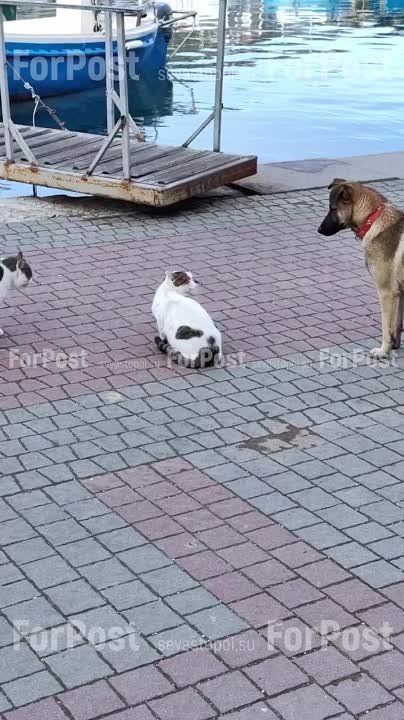 ���� �� ������, ��� ������� ����� ������������ �����