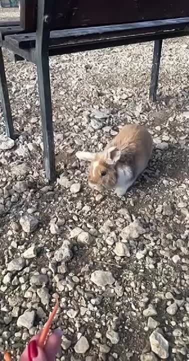 ������� ������ �� 26 �������