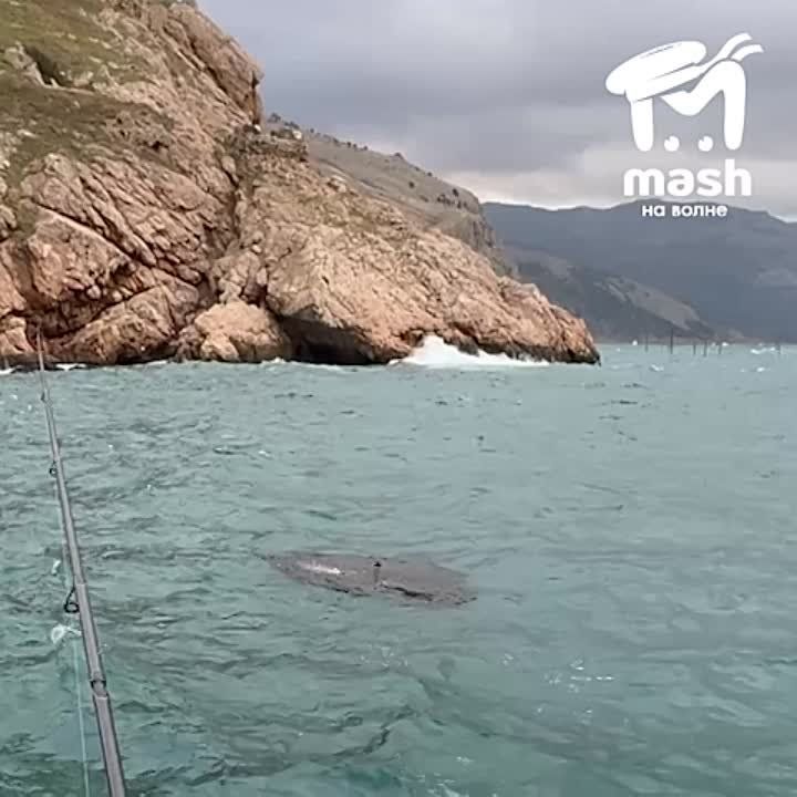 �������� ����� ����� �� �����������