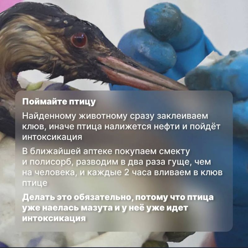 �� ����������� ����� �������� �����: ��� ���������� �� ����� � ������������ �����
