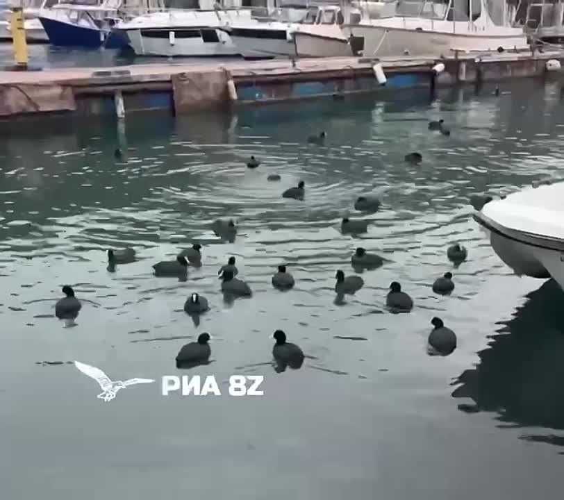 ��������� ��������� �����, ������ ��� � �� ����� ��������������