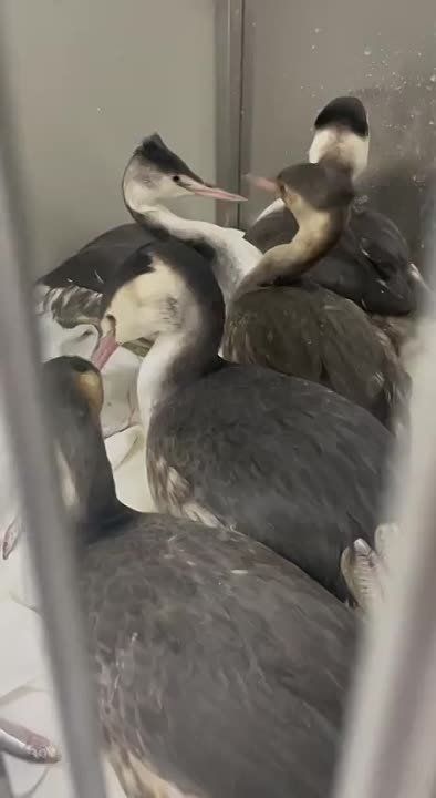 ������� ��������� �������� ���� ���������� � ��������� �����������