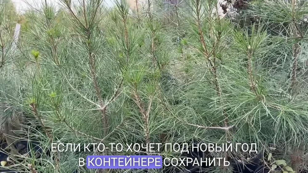 ���������� ��������� ������