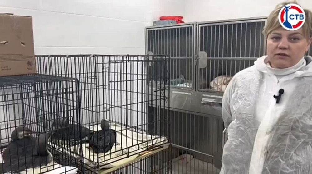 ���� ��������: ���������� � ������������ ������ ���������, ��� ��������� ����� �������� � �������