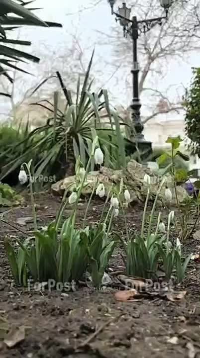#���_�����. ������ ����������, ������ �� ���������� �������� ����������� � ������ �������� �����������