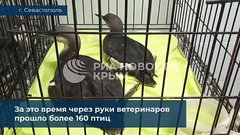 ����� ������ ���� � ����������� �� �����������