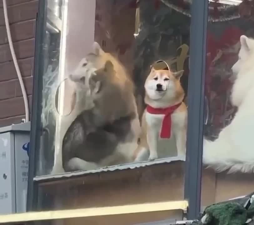 ���������: ������ � ������ ����������