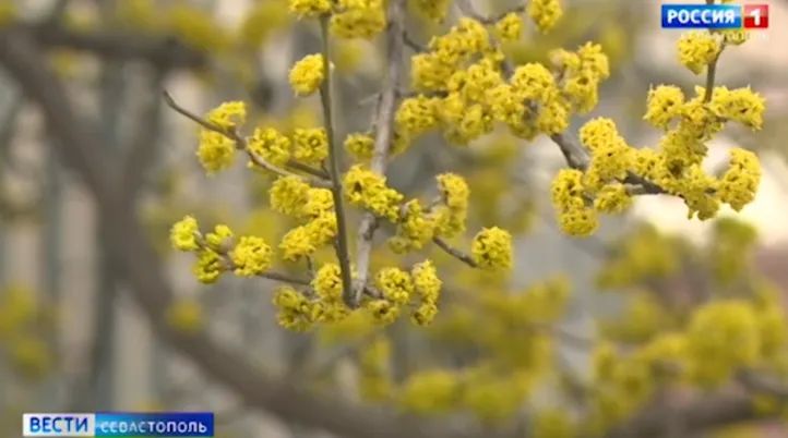 ����� �����������. ������ 11:30. 14.03.2025