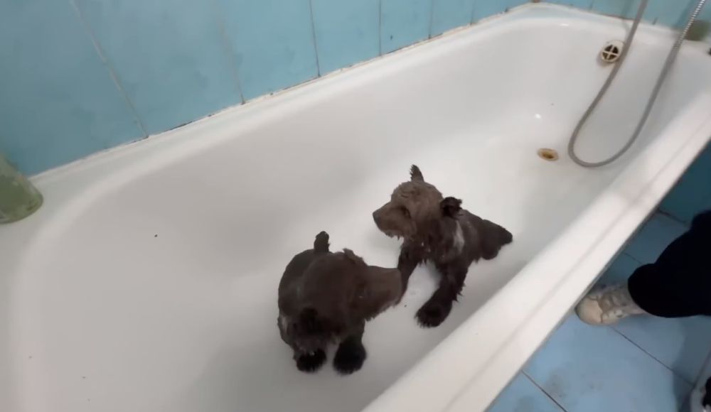 � ������-����� �������� ��������, ��� ������ ��������