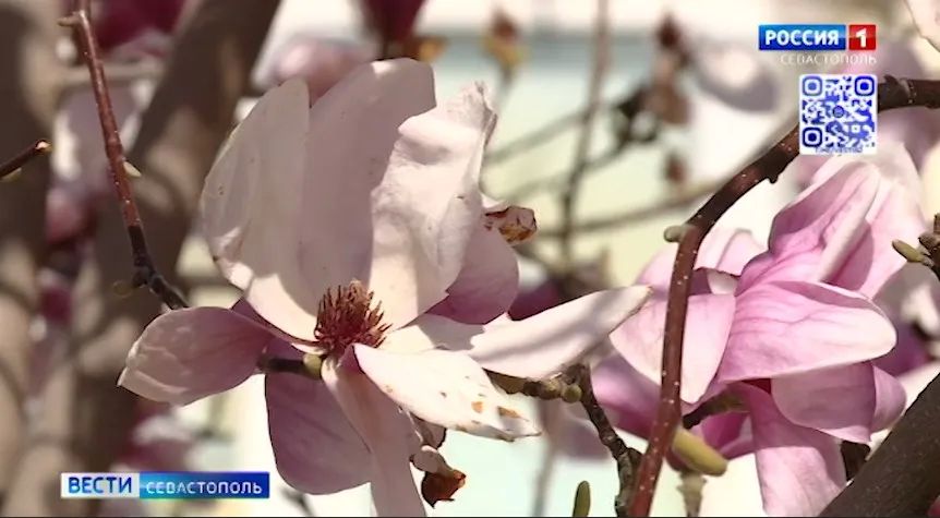 � ������ ����������� �������� �������� �������