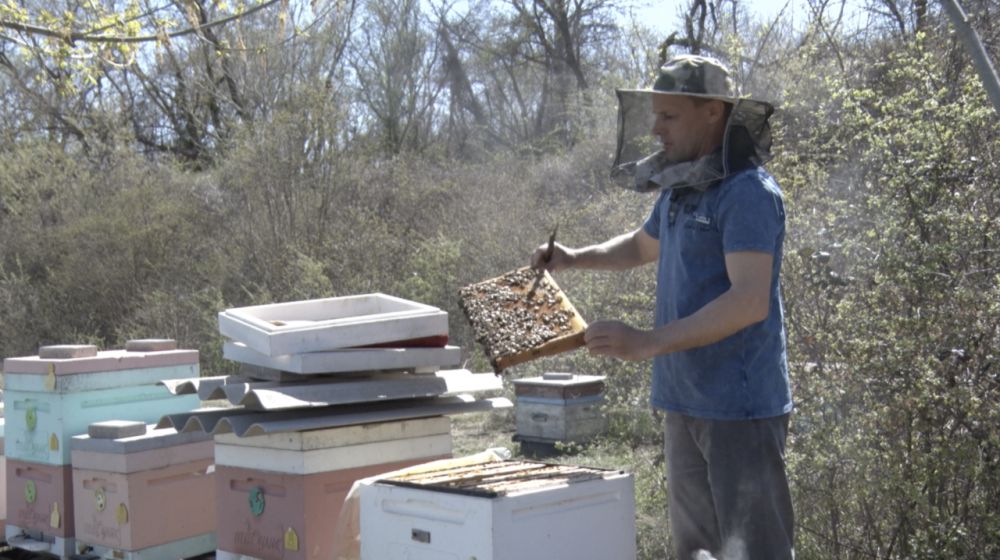 Как государство помогает пчеловодам Севастополя