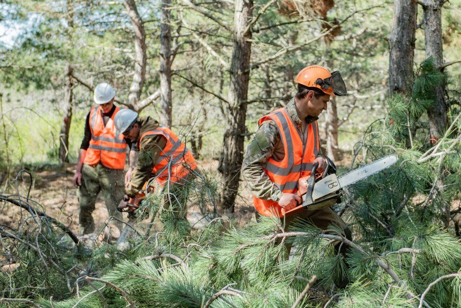 В Севастополе создают минерализованные полосы в хвойных насаждениях