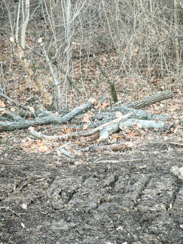 Доводим до сведения заинтересованных лиц и текущих арендаторов лесных участков, занимающихся заготовкой древесины, следующую информацию: