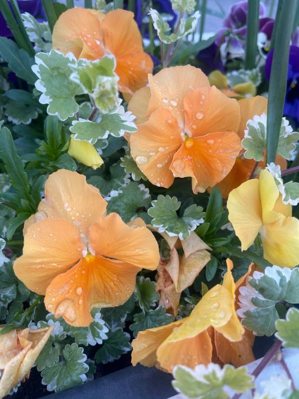 Всем доброй пятницы. В Севастополе без осадков