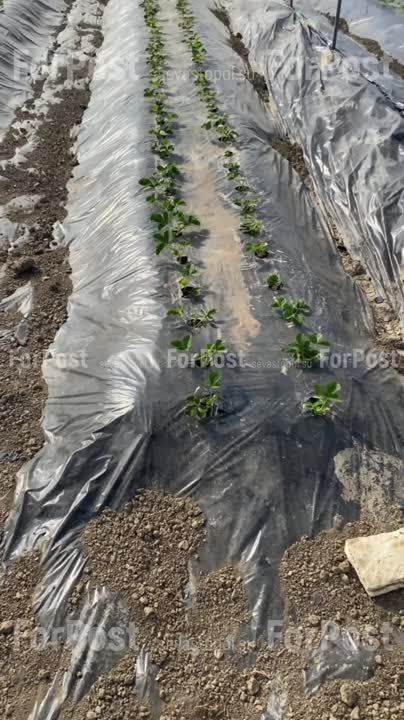 Местная клубника на подходе: в Холмовке уже зреет урожай и потихоньку появляется на прилавках Севастополя