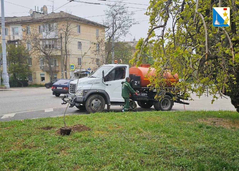 Сотрудники «Парков и скверов» высадили 8 клёнов на улице Горпищенко, у конечной остановки 17-го троллейбуса