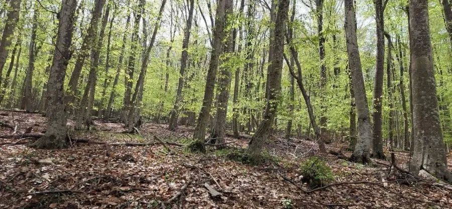 Специалисты проверили часть Большой Севастопольской тропы