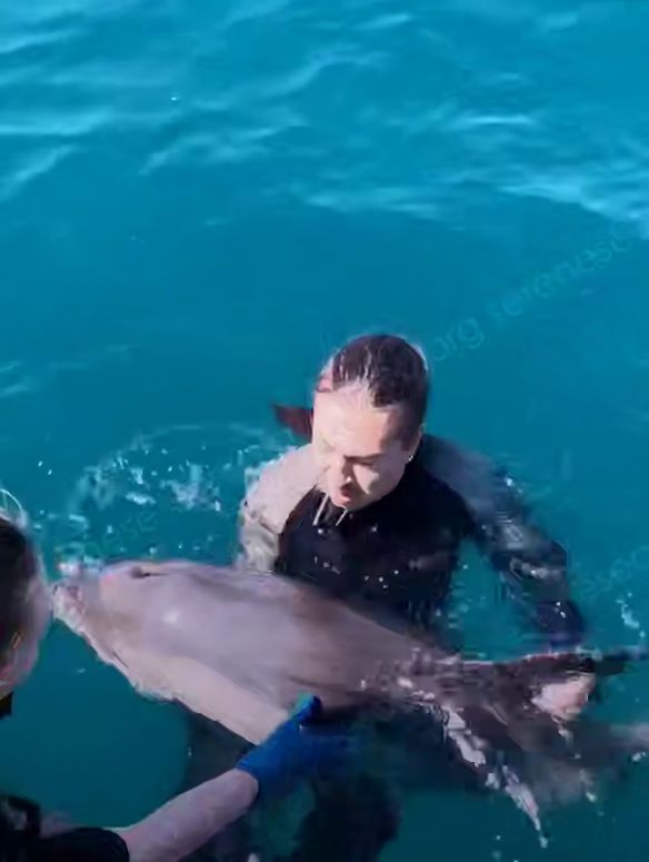 � ������� ����� ������ ��������