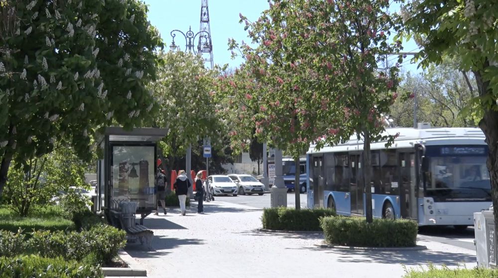 Розово-белые «свечи» каштанов сверкают в Севастополе