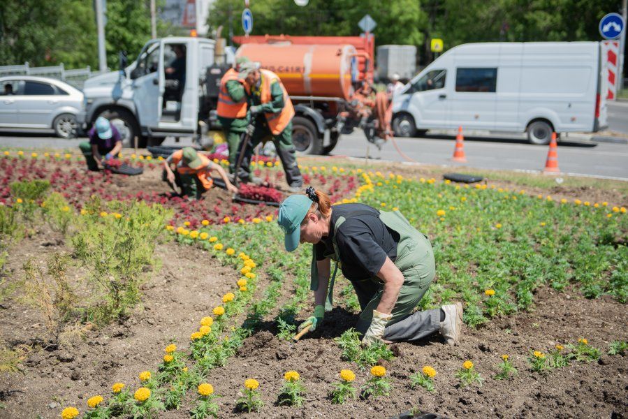 Севастопольские клумбы оформляют летними цветами