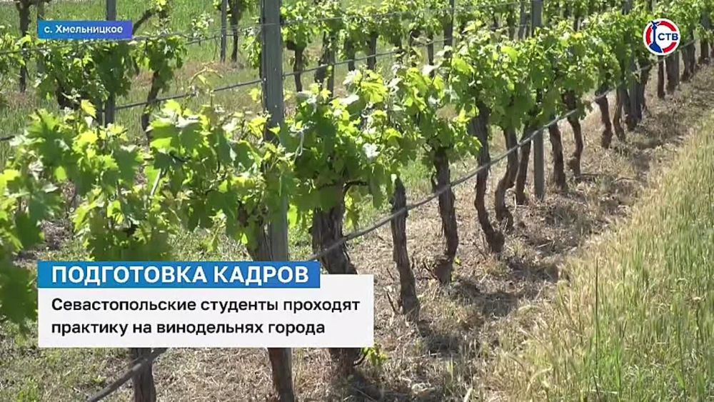 Севастопольские студенты проходят практику на винодельнях города