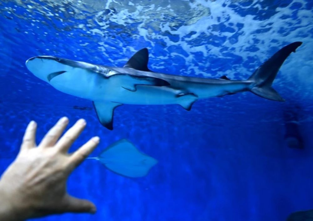 В Крыму откроют подземный океанариум, наполненный акулами и муренами, сообщили в «Парках Крыма»