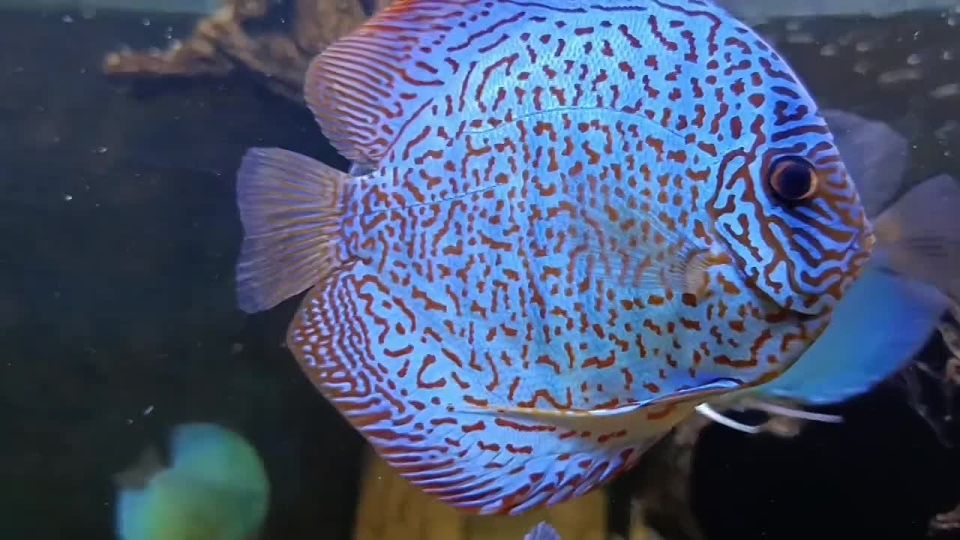 В Ялте открылся первый в Крыму тоннельный океанариум