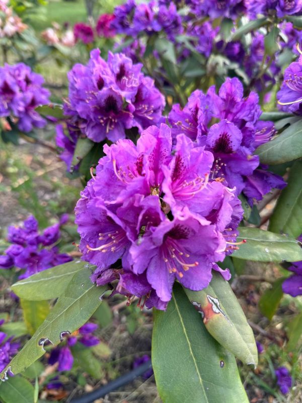 #Что это цветет?. Это растение — живой барометр: перед дождём его листья скручиваются в трубочки