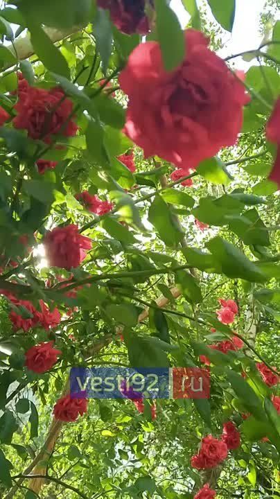  , !.     - 7-12 /,   +30..+32   | @vesti92