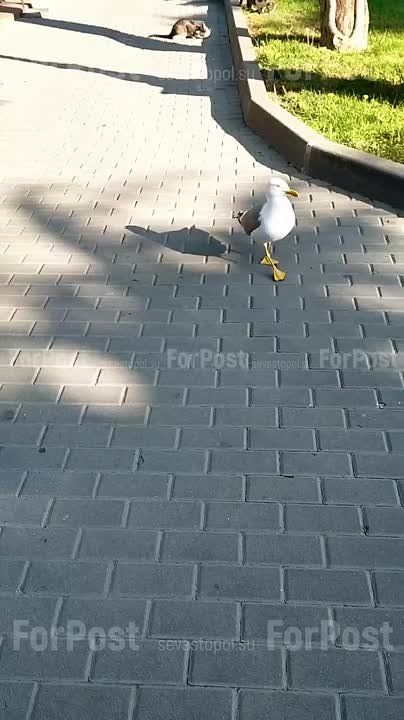  : &quot;&quot;     :))