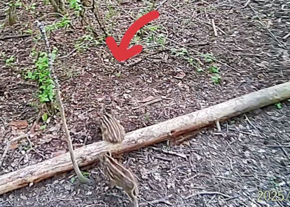 В лесах Севастополя запечатлели семейство кабанов