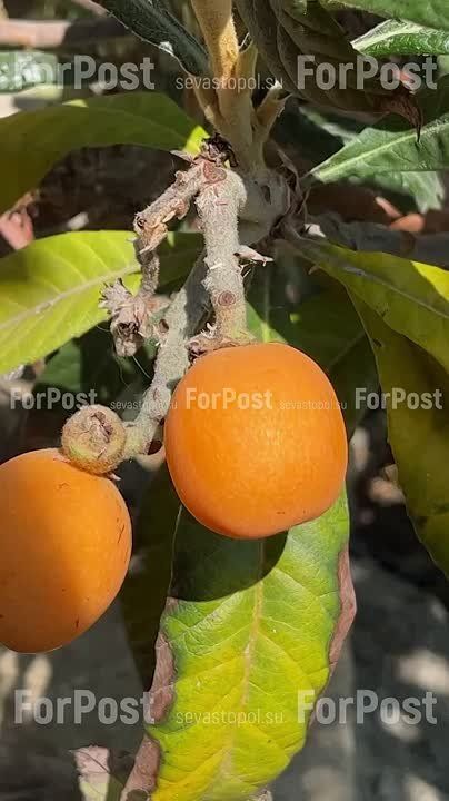������������� ��� ������� ����� � ������ �������