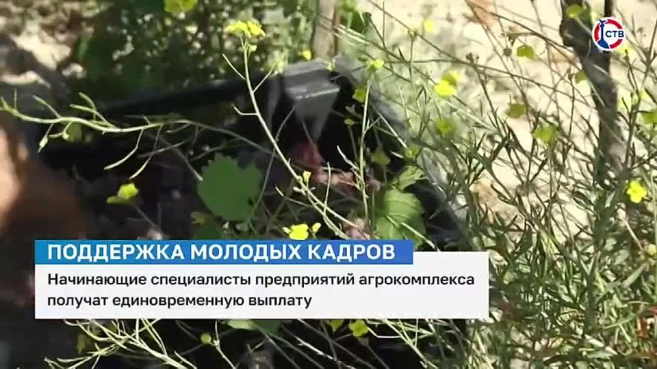 �����, ������ �����: ���������� ����������� ����������� ������������� ������� �������������� �������