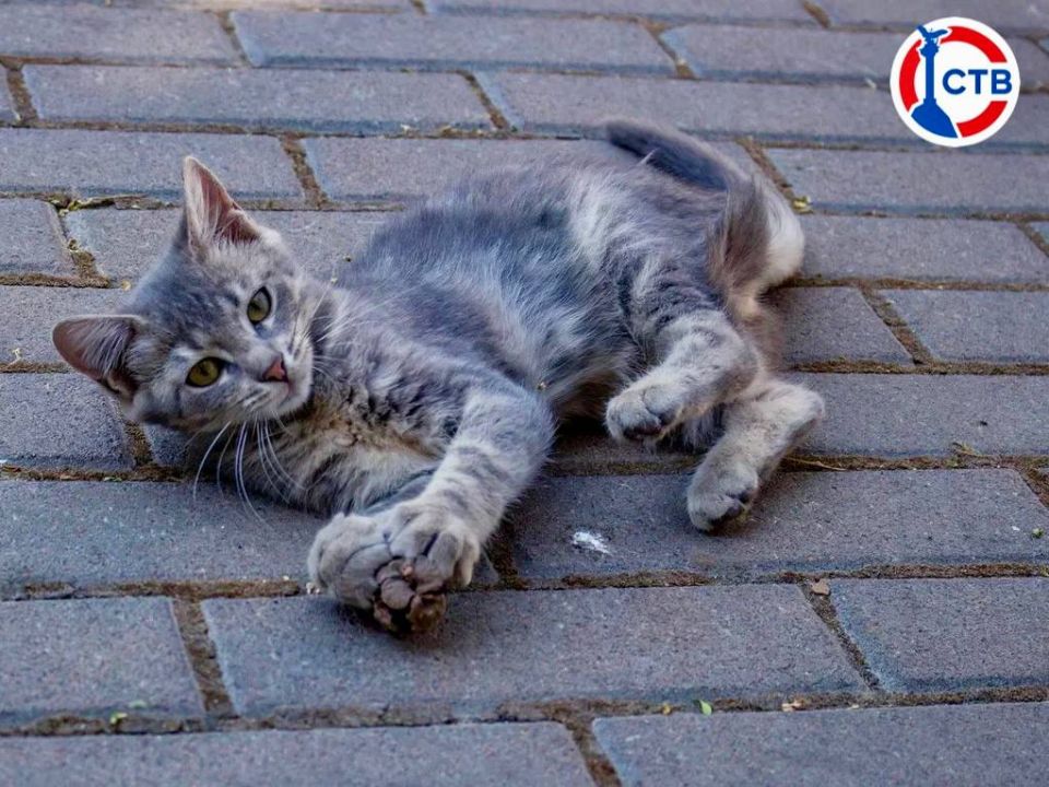 Севастопольские ветеринары проведут вакцинацию