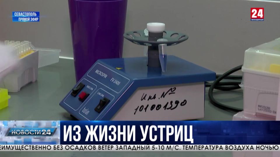 Севастопольские учёные борются с глобальной проблемой высокой смертности моллюсков