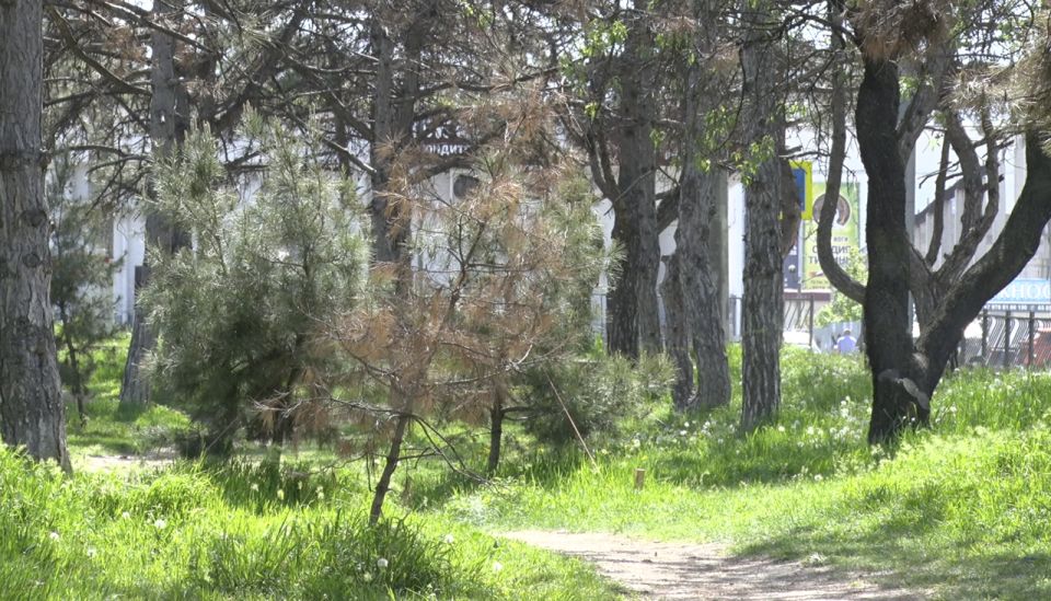 В Севастополе улучшат работу по обрезке деревьев