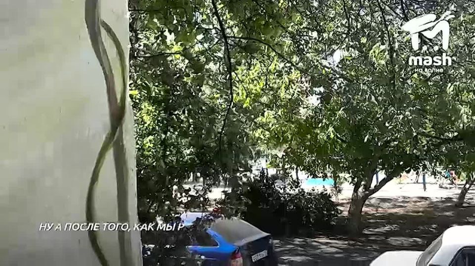 Обычный севастопольский подъезд превратили в картину: вместо серых стен теперь росписи с пейзажами Крыма