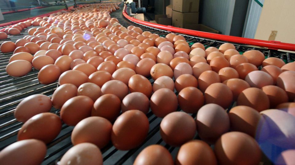 В Севастополе подешевели курица и яйца