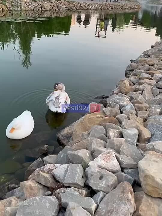 ������ ����, �����������!. ��������� ������� ����� �� ���������� ����� ���