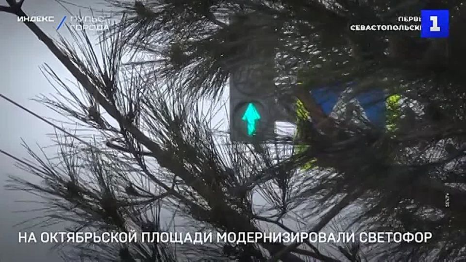 На развязке ул. Вакуленчука – ПОР – Фиолентовское шоссе вместо обрезки веток краснокнижной сосны модернизировали светофор