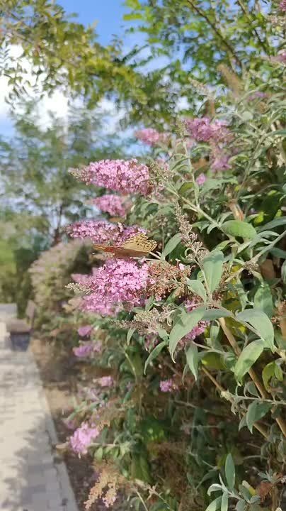 В Крыму фиксируется резкое сокращение численности насекомых-опылителей, включая пчел, ос и бабочек