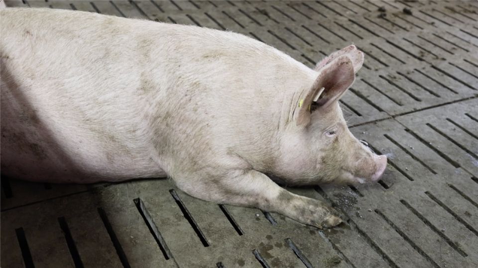 В Севастополе компенсировали утилизацию 57 свиней