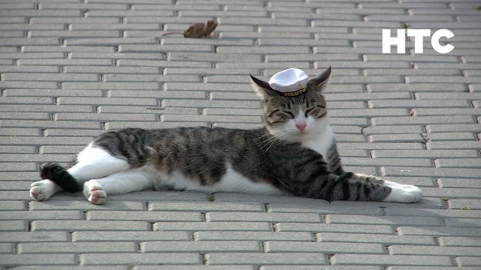 Севастопольский кот в лучах осеннего солнца