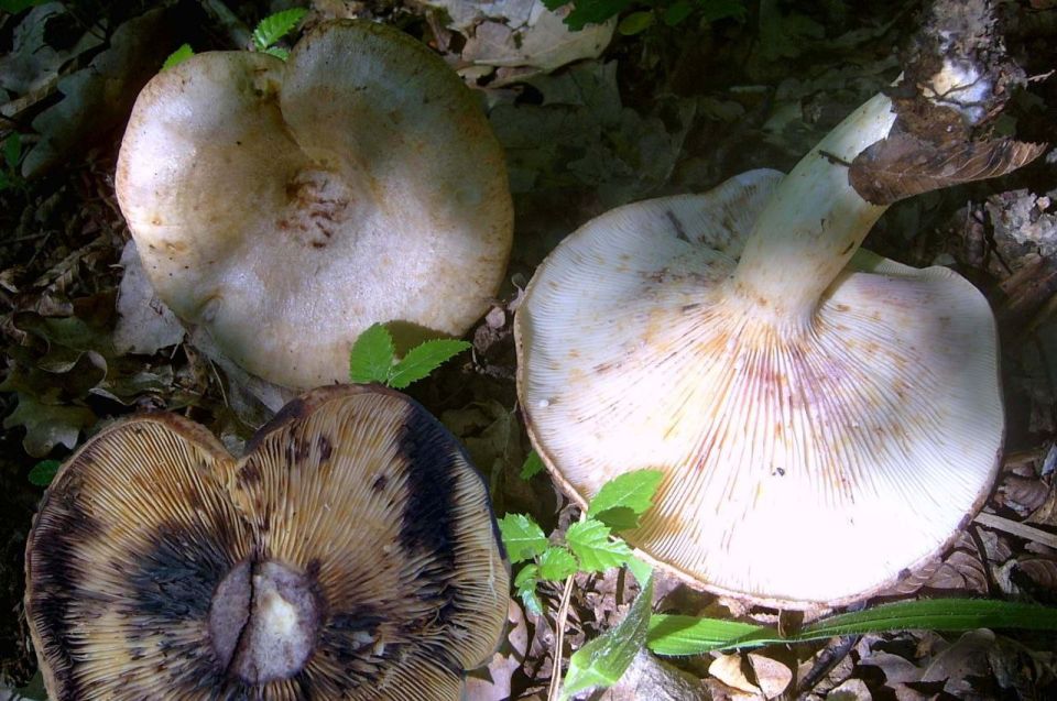 Грибной сезон в Севастополе: собираем правильно!