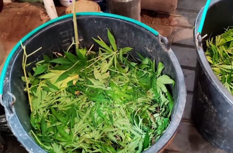 Просто урожай такой был: в Севастополе задержали наркофермера с 3 кг марихуаны