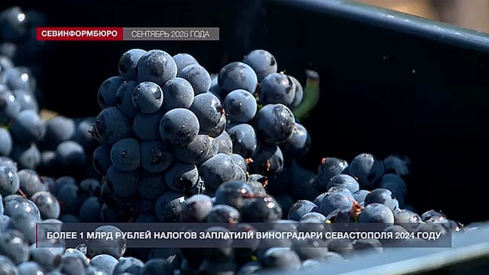 Почти 350 миллионов рублей уже получили участники спецоперации из Севастополя — взамен положенных земельных участков